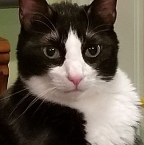 Meet your Posher, Gale